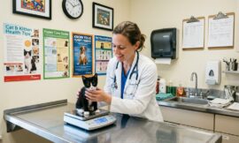 Remboursement soins animaux : comment choisir son assurance en 2026 ?